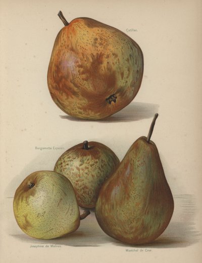 Catillac, Bergamotte Esperen, Joséphine de Malines, Maréchal de Cour - English School
